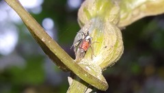 Cyphonia trifida