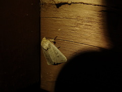 Leucania pseudargyria