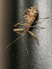 Acholla multispinosa