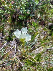 Gentiana algida