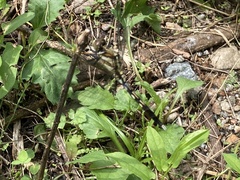 Orthetrum albistylum speciosum