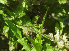 Erythemis simplicicollis