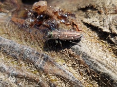 Chrysobothris octocola