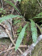 Struthiopteris spicant