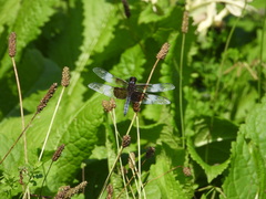 Libellula luctuosa