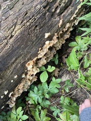 Ductifera pululahuana