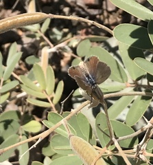 Hemiargus ceraunus