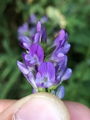 Medicago sativa