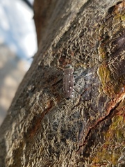 Chrysobothris octocola