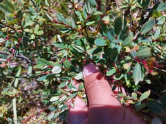 Salix myrtilloides