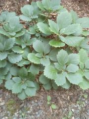 Pachysandra procumbens