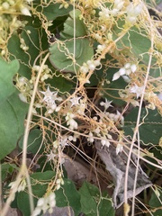 Cuscuta umbellata
