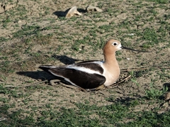 Recurvirostra americana