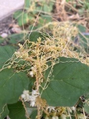 Cuscuta umbellata