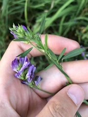 Medicago sativa
