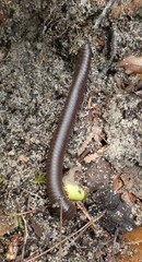 Narceus americanus