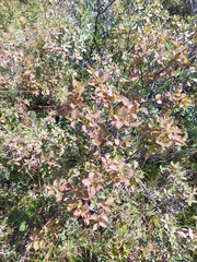 Betula fruticosa