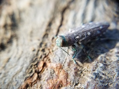 Chrysobothris octocola