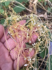 Cuscuta umbellata