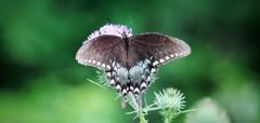 Papilio troilus