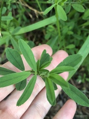 Medicago sativa