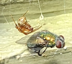 Parasteatoda tepidariorum