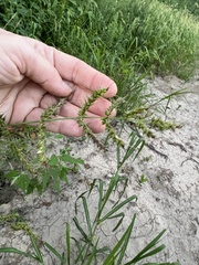 Echinochloa muricata