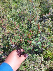 Betula fruticosa