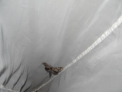 Ceratomia undulosa
