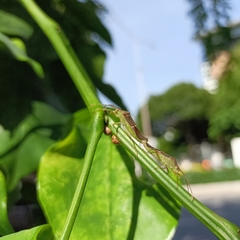 Heteroptera