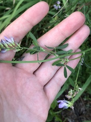 Medicago sativa