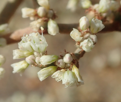 Eriogonum plumatella