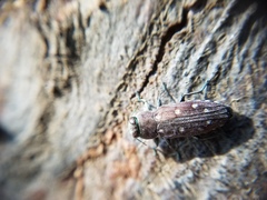 Chrysobothris octocola