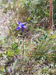 Gentianopsis barbata