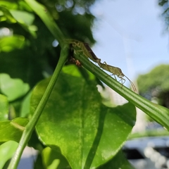 Heteroptera