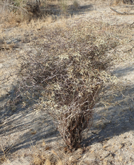 Eriogonum plumatella