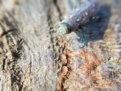 Chrysobothris octocola