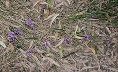 Hardenbergia violacea