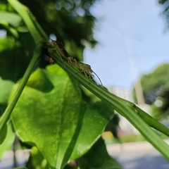 Heteroptera