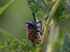 Lycorma delicatula