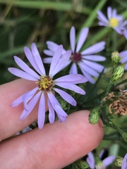 Symphyotrichum ciliolatum