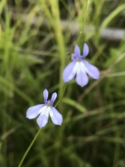 Lobelia kalmii
