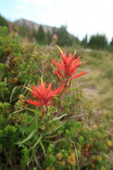 Castilleja