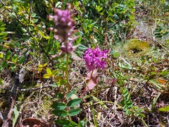 Pedicularis verticillata