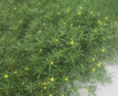 Ludwigia peploides