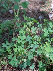 Oxalis