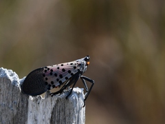 Lycorma delicatula