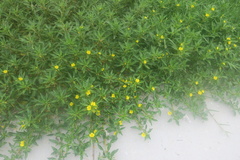 Ludwigia peploides