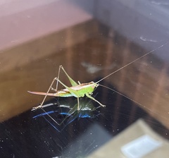Conocephalus brevipennis