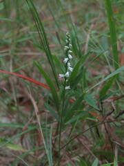 Spiranthes tuberosa